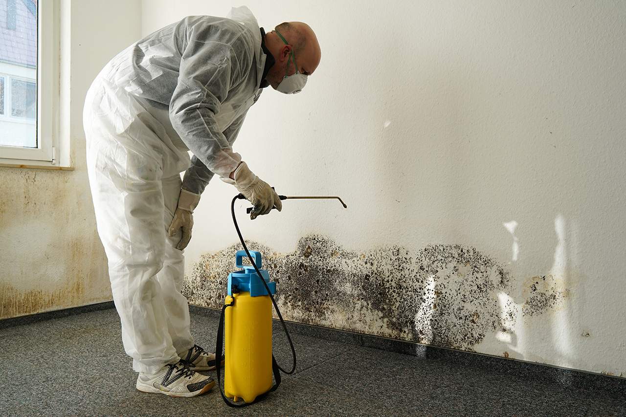 Specialist in combating mold in an apartment