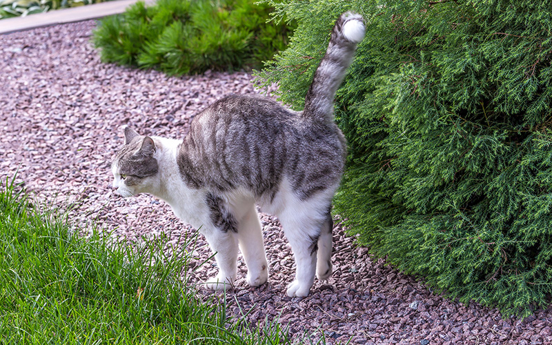 White-gray tabby cat marking its territory in the garden and spraying 